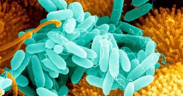 Бактериальные средства для выгребных ям и туалетов