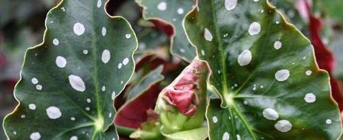Бегония пятнистая begonia maculata