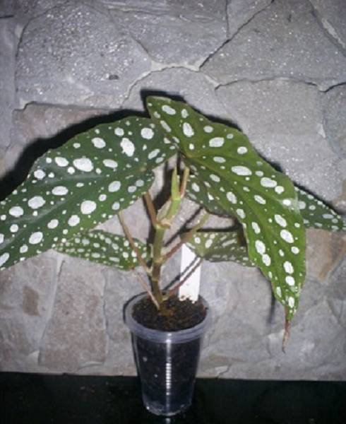 Бегония пятнистая begonia maculata