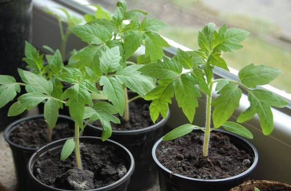 Чем и каким образом полить рассаду томатов, чтобы лучше росла
