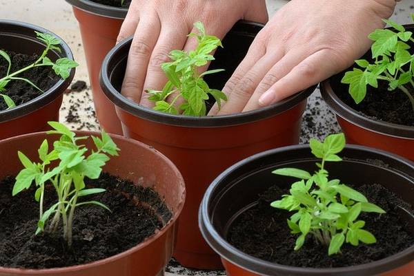 Чем и каким образом полить рассаду томатов, чтобы лучше росла