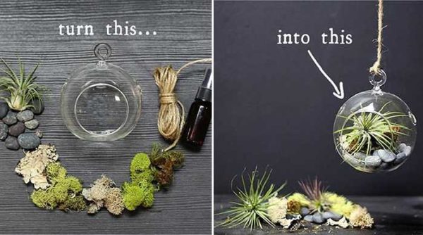 Как сделать флорариум своими руками: ёмкости, грунт, растения, уход