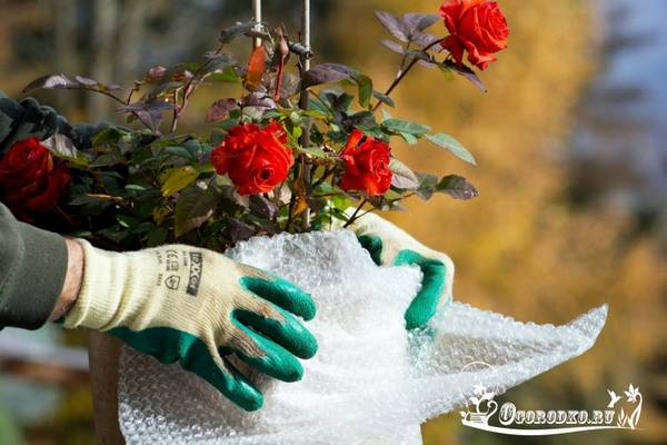 Как укрыть розы на зиму  - опыт, советы бывалых по утеплению