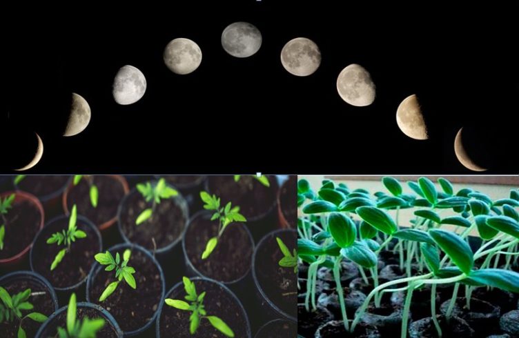 Лунный календарь садово-огородных работ на май 2019