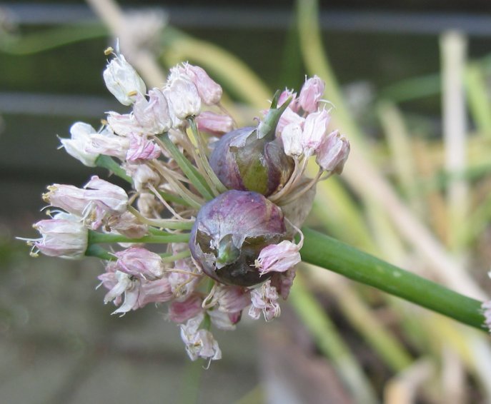 Многоярусный лук — выращивание, посадка, размножение и уход