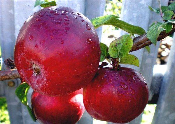 Описание и уход за яблоней сорта Красное раннее