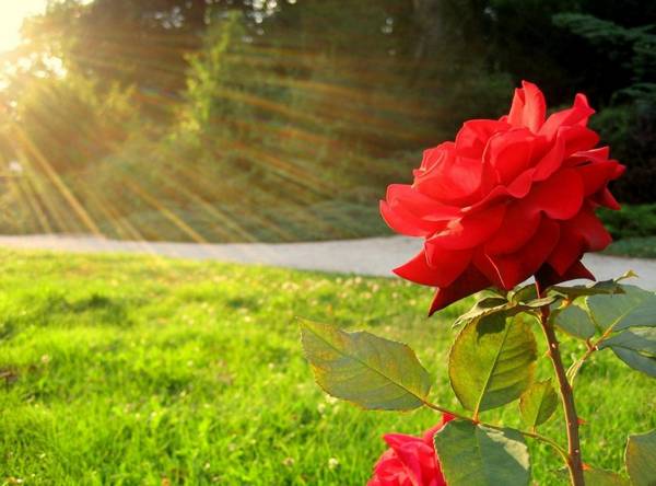 Почему не цветет роза: причины и их устранение