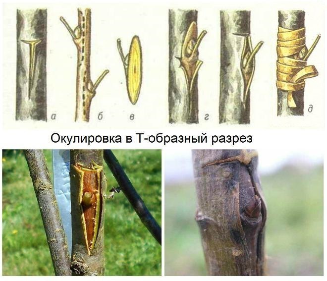 Прививка плодовых деревьев: пошаговая инструкция и сроки проведения