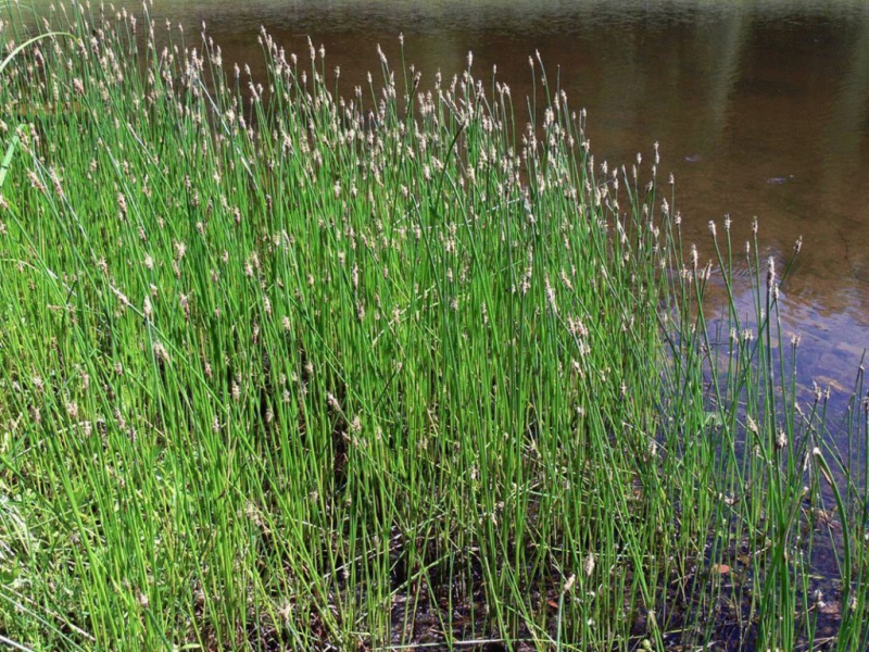 Растение болотница — размножение, посадка и уход