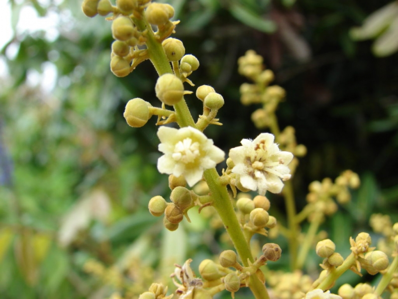 Растение лонган: выращивание из косточки и уход в домашних условиях