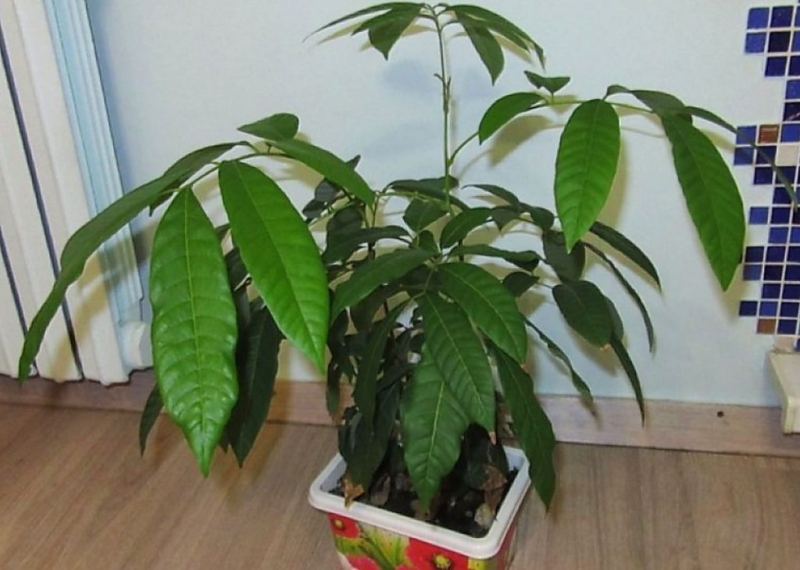 Растение лонган: выращивание из косточки и уход в домашних условиях
