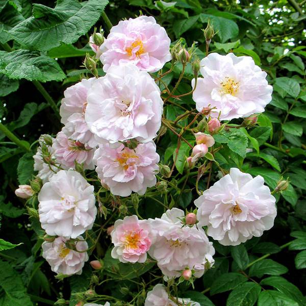 Размножение роз с помощью летних травянистых черенков