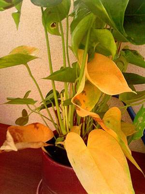 Выращивание антуриумов с пышным и долгим цветением