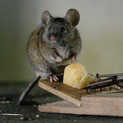 Дератизация от мышей